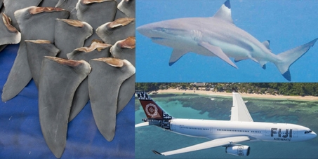 Fiji Airways and Fiji Government: Please Stop Trafficking Shark Fin to China
