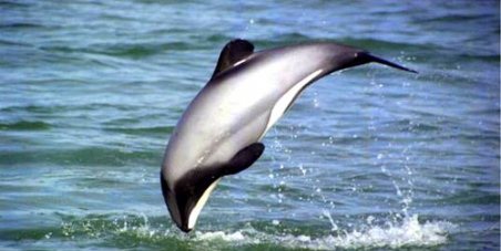 Maui dolphin