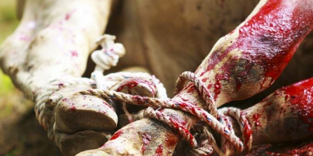 NÃO queremos a volta dos Rodeios em CAMPINAS