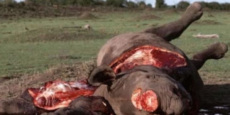 Save the Rhino