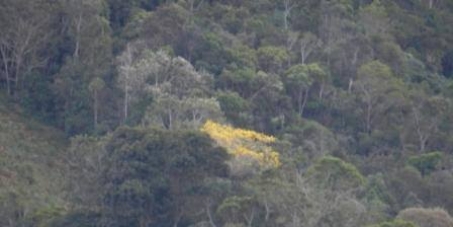 Bolsa Verde - IEF/MG: Os proprietários rurais aguardam que o governo de Minas Gerais honre os seus compromissos