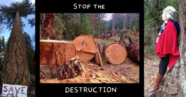 Protect Old Growth Trees