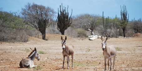 Keep Bonaire's wild donkeys ALIVE!