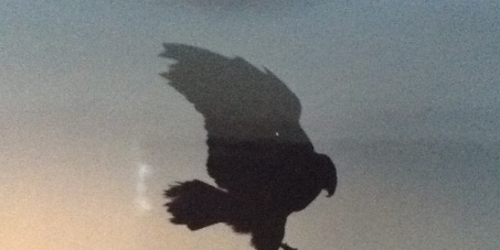 Presidente Dilma Rousseff : ajude a regulamentar Arte da Falcoaria no Brasil! 