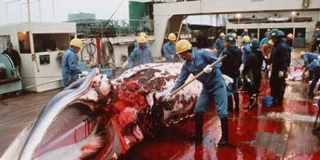 STOP the senseless slaughter of whales!!!