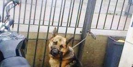 QUE LAS EMPRESAS DE VIGILANCIA DEJEN DE USAR PERROS CON BOZAL DE CUERO  Y QUE PUEDAN DESCANSAR, COMER Y BEBER AGUA