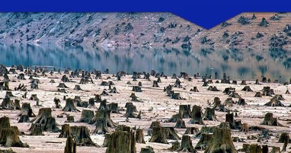 Immediately stop the Romanian forests cutting by Austrian Holzindustrie Schweighofer