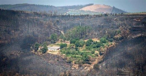 Prevent future fires! Reforest Portugal with native trees. Previna novos incêndios! Refloreste Portugal.