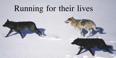 Rachel Notley, Premier of Alberta: Stop the inhumane killing of wolves in Alberta.