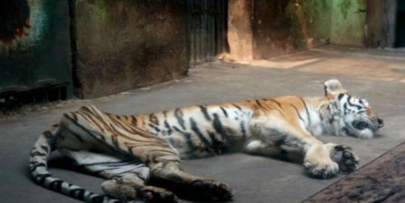 Tigers Reduced to Skin and Bones