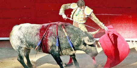 Sr. Ramiro Hernández, Alcalde de Guadalajara Jalisco México... No permita más corridas de toros en Guadalajara Jalisco.