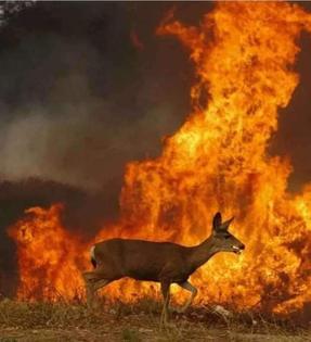 ΚΑΘΟΛΙΚΗ ΑΠΑΓΟΡΕΥΣΗ ΚΥΝΗΓΙΟΥ ΣΤΗ ΡΟΔΟ -BAN ON HUNTING DUE TO FIRES IN RHODES
