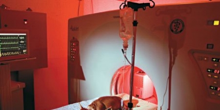 Hospital Público para animais