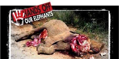 Stop the Elephant Slaughter in Kenya