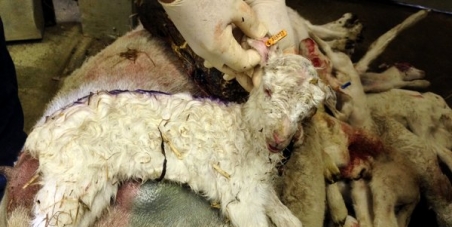 U.S. House of Representatives and Senate Appropriations Committees...  STOP FUNDING HORRIFIC LIVESTOCK EXPERIMENTS