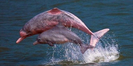 Save the Hong Kong Pink Dolphins