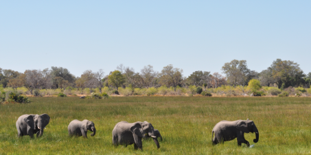 Declare the spectacular Okavango Delta a UNESCO World Heritage Site