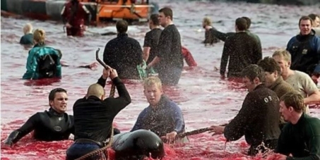 Denmark stop killing dolphins