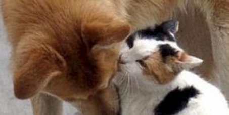 Melhorias para o Centro de Bem Estar Animal de Joinville - Sc