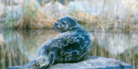 Save the Saimaa ringed seal from extinction!