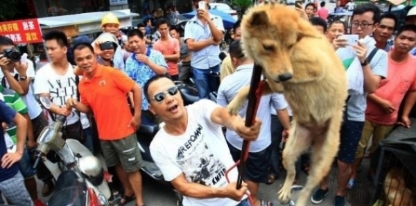 HENTIKAN FESTIVAL DAGING ANJING YULIN!