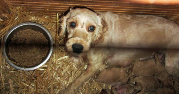 Michael Creed: Stop Ireland's puppy farming