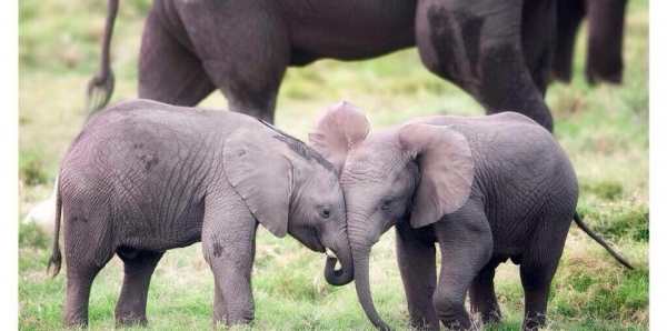 The Council of Washington DC (Committee on the Judiciary): Move Forward on Legislation to Ban Ivory Sales in Washington DC