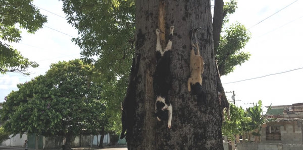 Cuba - Policia Nacional Revolucionaria: Detengan el asesinato callejero de gatos
