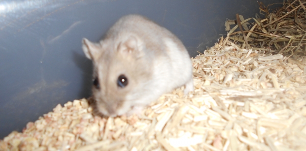 A de trop nombreuses animaleries: Séparez pertinemment certaines espèces !