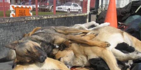 STOP KILLING DOGS IN CHILE 