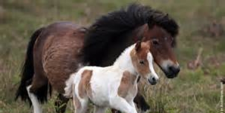 Stop the barbaric annual slaughter of the Dartmoor ponies and baby foals