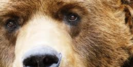 Stop the Massacre of Grizzly Bears in British Columbia, Canada. Stop the Grizzly Bear Hunt