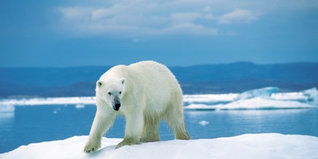 Nous demandons au gouvernement canadien de renoncer au commerce international de l'ours polaire: de ses parties ou de ses produits dérivés; et d'interdire la chasse de cet animal aux chasseurs touristes.