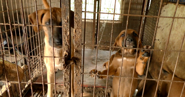 Clarence-Rockland, Tell SisterCity, Boeun,Korea, That We're Opposed to the Torture of Dogs