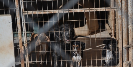 HELLENIC REPUBLIC - MINISTRY OF RURAL DEVELOPMENT & FOOD: STOP CATS AND DOGS TRADE MISSIONS IN E.U.