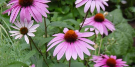 Reverse Decision on Banning Echinacea in Children by the MHRA and the IMB