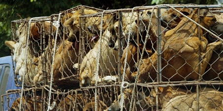 Boycott PyeongChang Jeux olympiques d'hiver 2018 en Corée du Sud, une nation chien manger! 