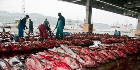 Loi contre l'arrêt de la pêche au requin a la réunion