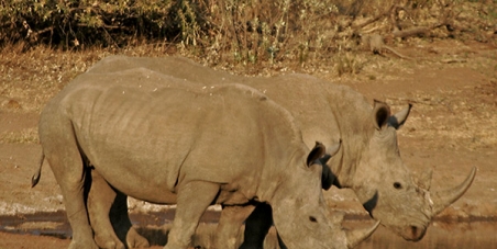 Stop South African Minister of Environmental Affairs, Edna Molewa, from petitioning CITES to open the rhino horn trade 