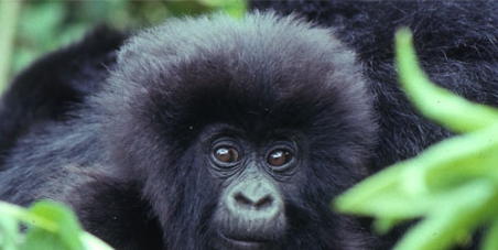 Stop oil exploration in Virunga National Park