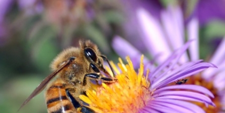 Save Canadian Bees!