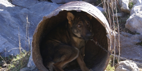 Greek government : Enforce existing laws to save the Barrel Dogs