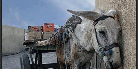 CANJE DE LOS CARROS Y CABALLOS de los cartoneros  por CICLOMOTORES CON CAJA