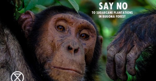 SAVE BUGOMA  FOREST