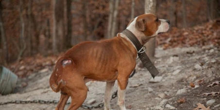 The State Proscuter Ray Crouch of Cheatham County, Tn. Charge the men accused of dogfighting to the fullest extend of th