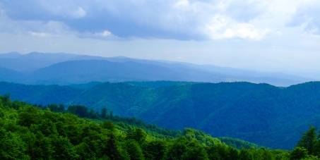 Save the forests of Transylvania!