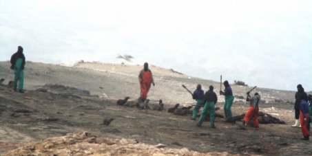 The Seals Of Nam - End the seal hunt in Namibia!