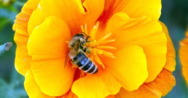 ¡A prohibir los neonicotinoides ya para salvar las abejas!