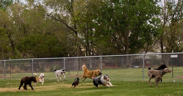 Στον Δήμαρχο κ. Κώστα Πελετίδη : Δημιουργία πάρκου σκύλων στο Κέντρο της Πάτρας