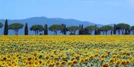 Fermiamo le centrali a biomassa in Valdichiana